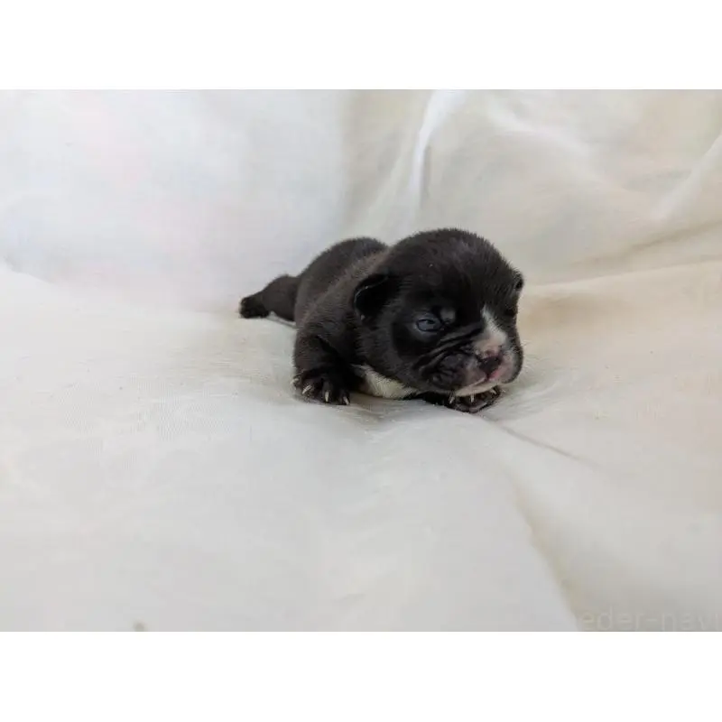 販売中の愛知県のフレンチブルドッグ-454934の6枚目