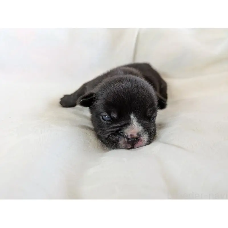 販売中の愛知県のフレンチブルドッグ-454934の4枚目