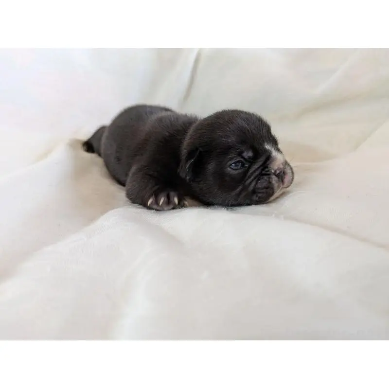 販売中の愛知県のフレンチブルドッグ-454934の3枚目