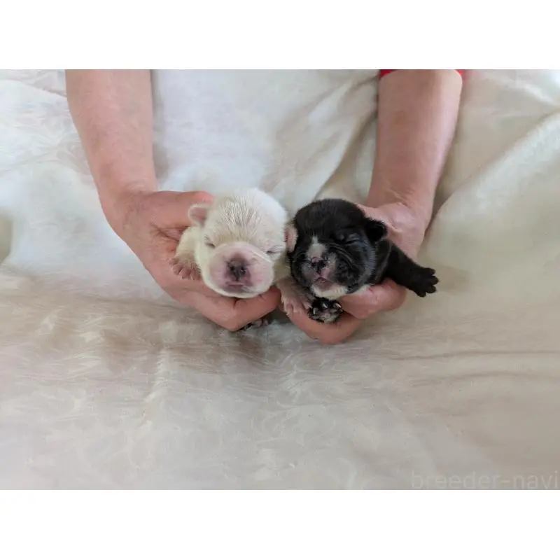 販売中の愛知県のフレンチブルドッグ-454934の2枚目