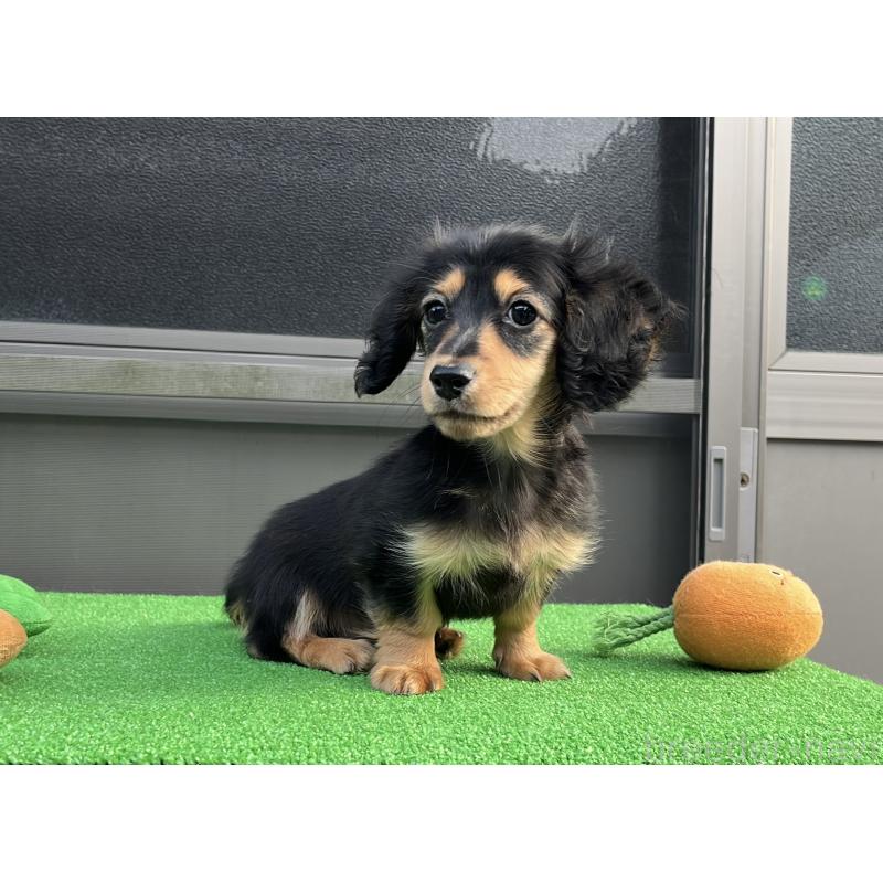 販売中の兵庫県のカニンヘンダックスフンド(ロングヘアード)-445770の9枚目