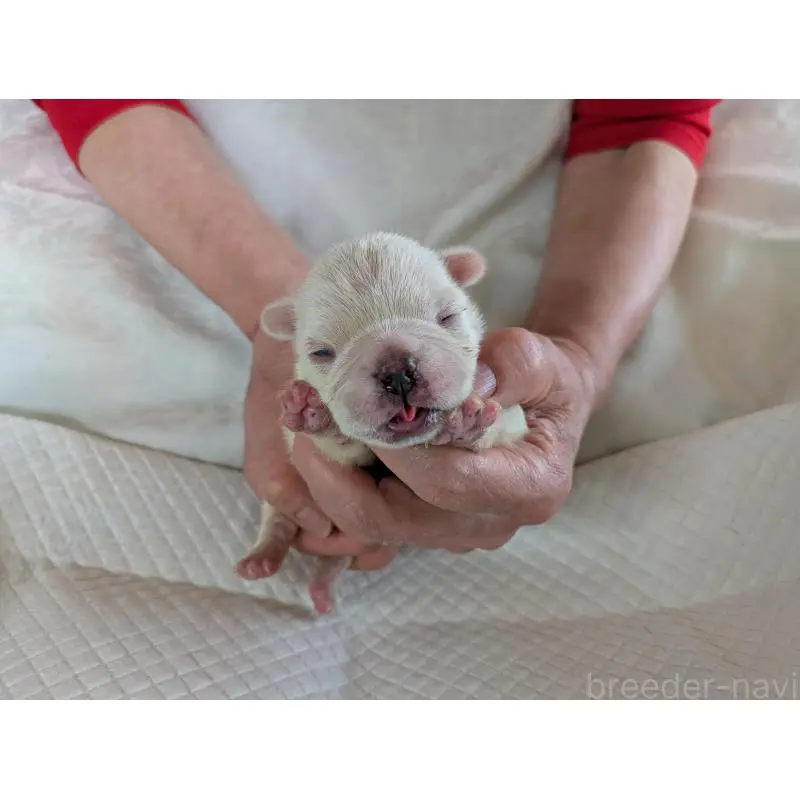 販売中の愛知県のフレンチブルドッグ-454936の5枚目