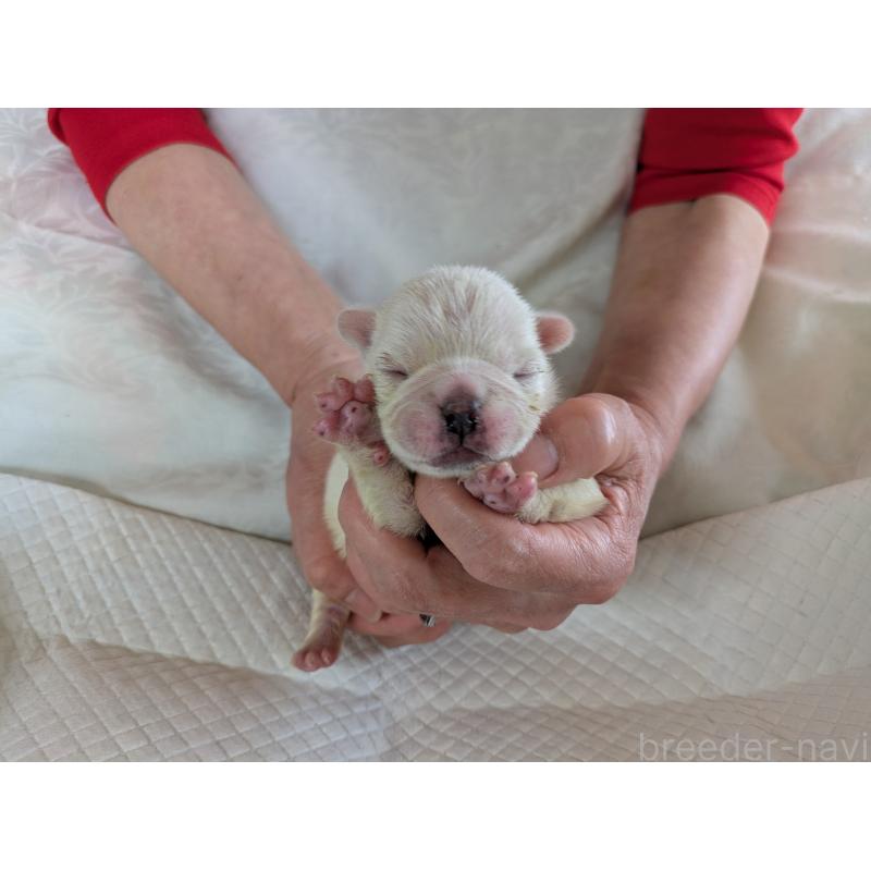 販売中の愛知県のフレンチブルドッグ-454936の4枚目