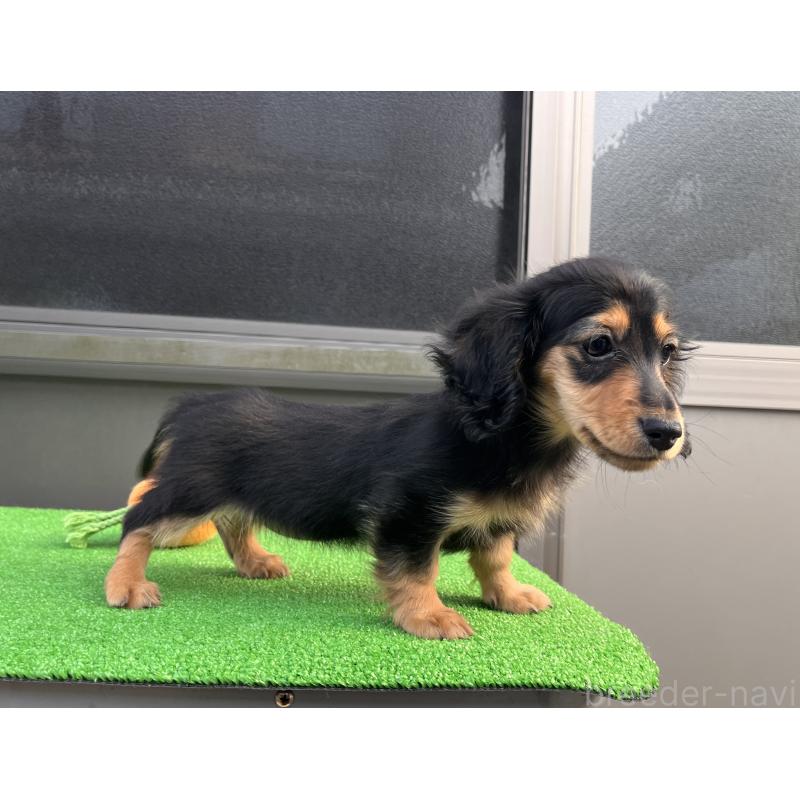 販売中の兵庫県のカニンヘンダックスフンド(ロングヘアード)-445770の8枚目