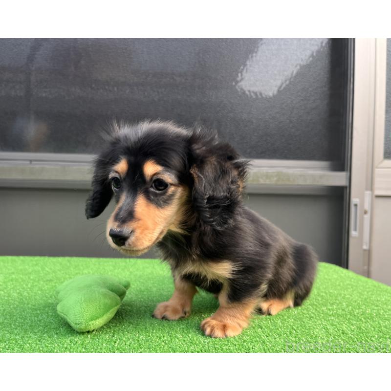 販売中の兵庫県のカニンヘンダックスフンド(ロングヘアード)-445770の7枚目