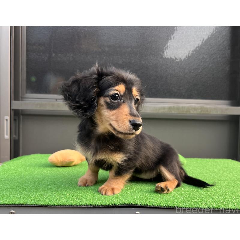 販売中の兵庫県のカニンヘンダックスフンド(ロングヘアード)-445770の6枚目