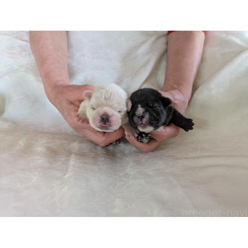 販売中の愛知県のフレンチブルドッグ-454936の2枚目