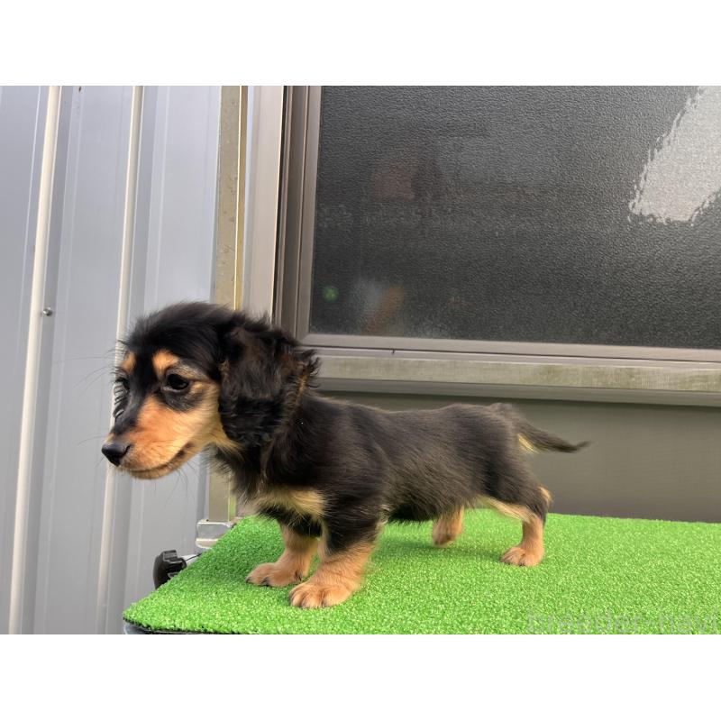 販売中の兵庫県のカニンヘンダックスフンド(ロングヘアード)-445770の5枚目