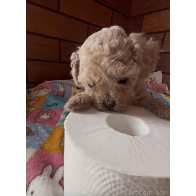 販売中の東京都のビションプー:ビションフリーゼ×トイプードル-454939の4枚目