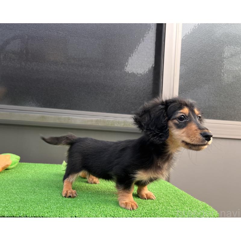 販売中の兵庫県のカニンヘンダックスフンド(ロングヘアード)-445770の3枚目