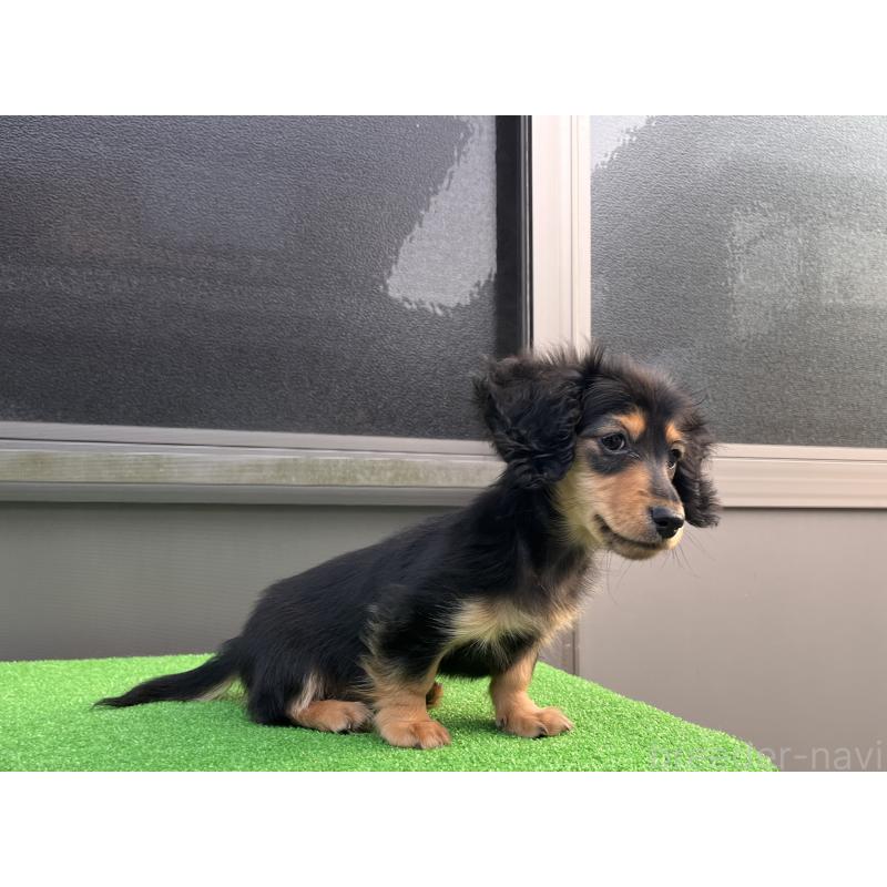 販売中の兵庫県のカニンヘンダックスフンド(ロングヘアード)-445770の2枚目