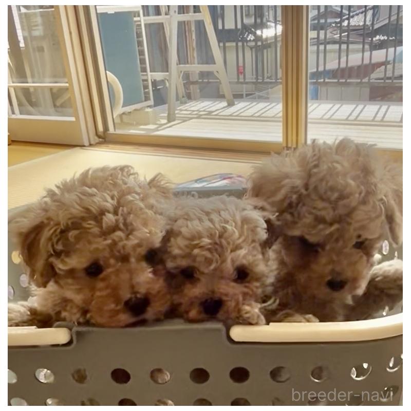 販売中の東京都のビションプー:ビションフリーゼ×トイプードル-454939の3枚目