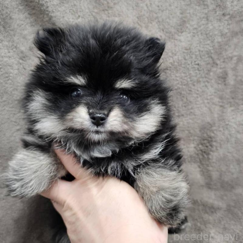販売中の埼玉県のポメラニアン-454938の5枚目