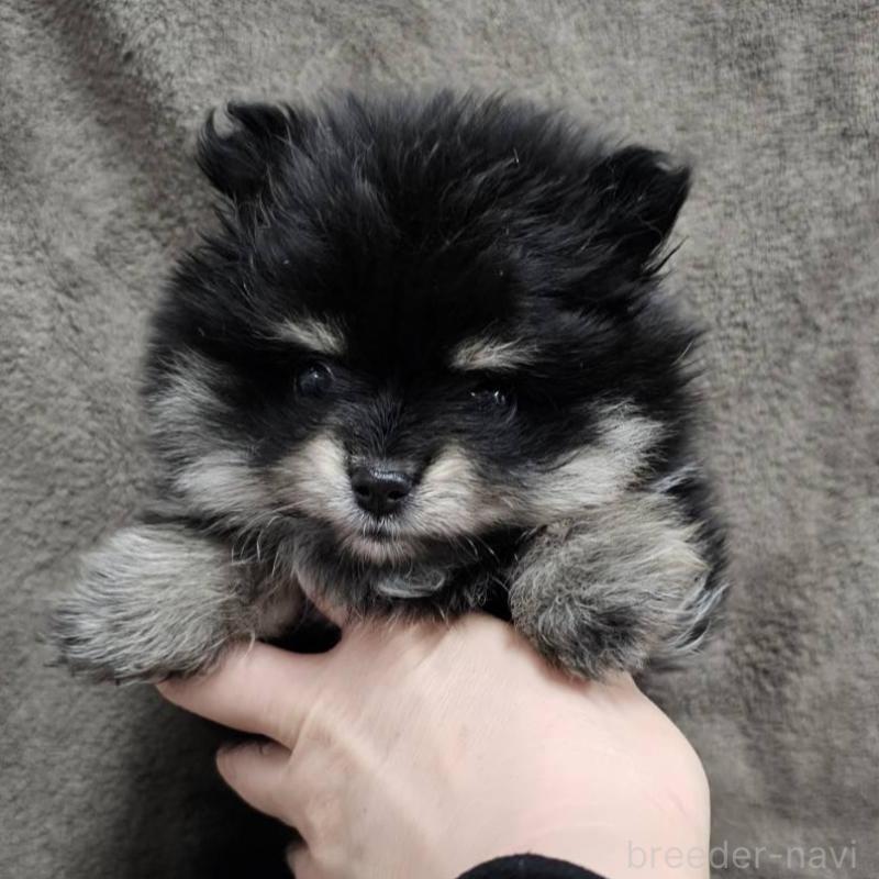販売中の埼玉県のポメラニアン-454938の4枚目