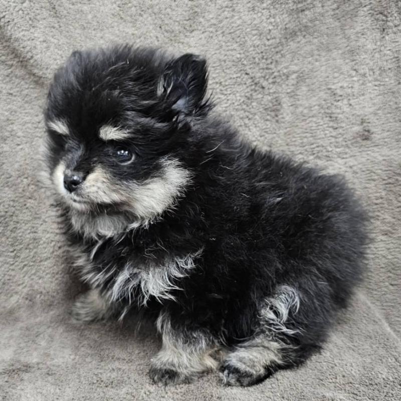 販売中の埼玉県のポメラニアン-454938の3枚目