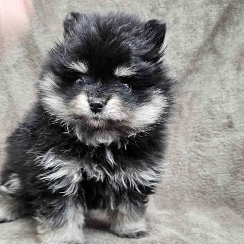 販売中の埼玉県のポメラニアン-454938の2枚目