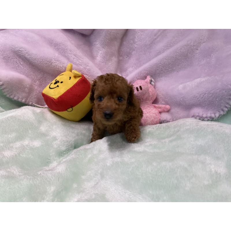 商談中の神奈川県のトイプードル-452326の2枚目