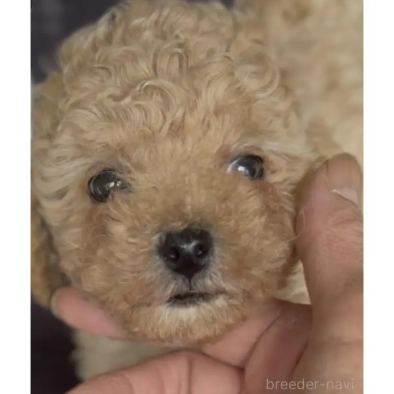 販売中の東京都のビションプー:ビションフリーゼ×トイプードル-454942の3枚目