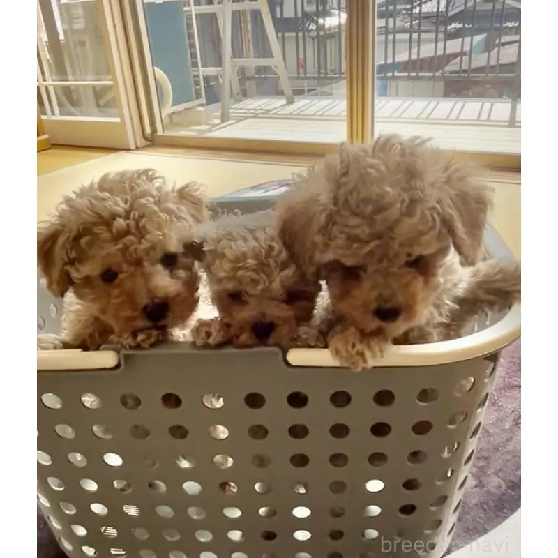 販売中の東京都のビションプー:ビションフリーゼ×トイプードル-454942の2枚目