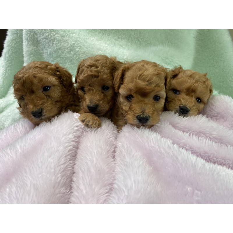 販売中の神奈川県のトイプードル-454940の2枚目