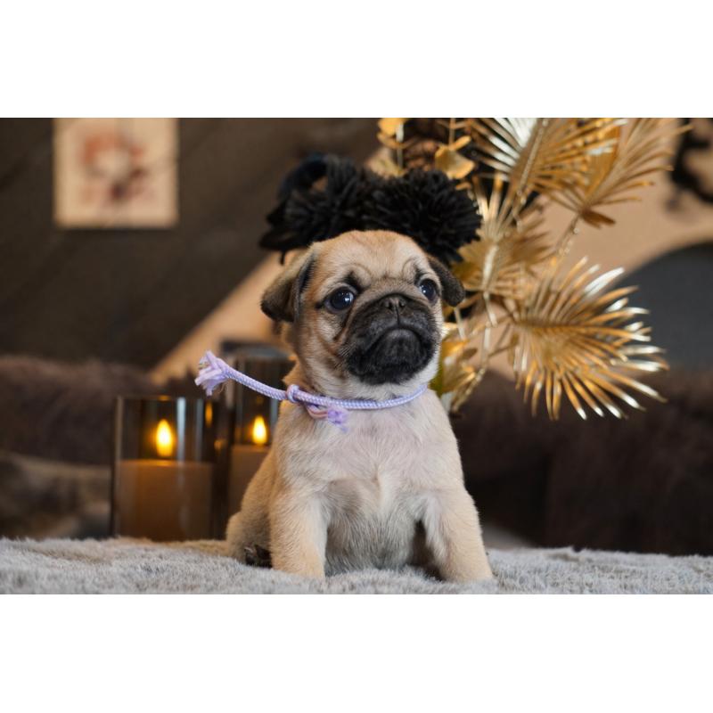 販売中の岐阜県のパグ-454943の4枚目