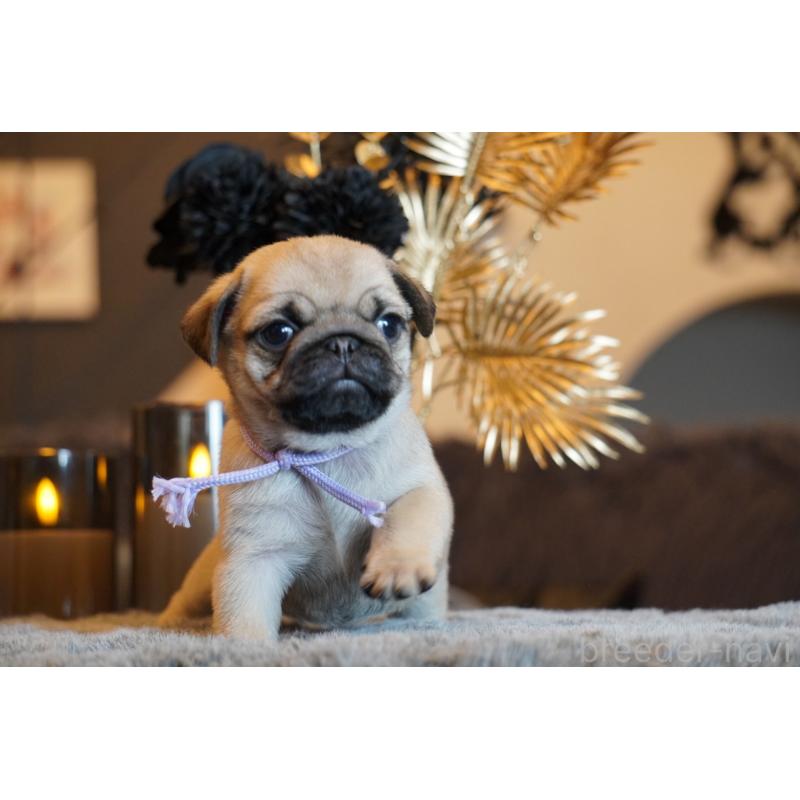 販売中の岐阜県のパグ-454943の2枚目