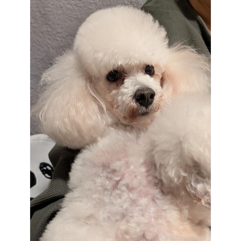 販売中の東京都のトイプードル-451325