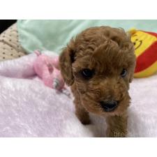 ♀︎トイプードル