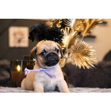 オンライン見学