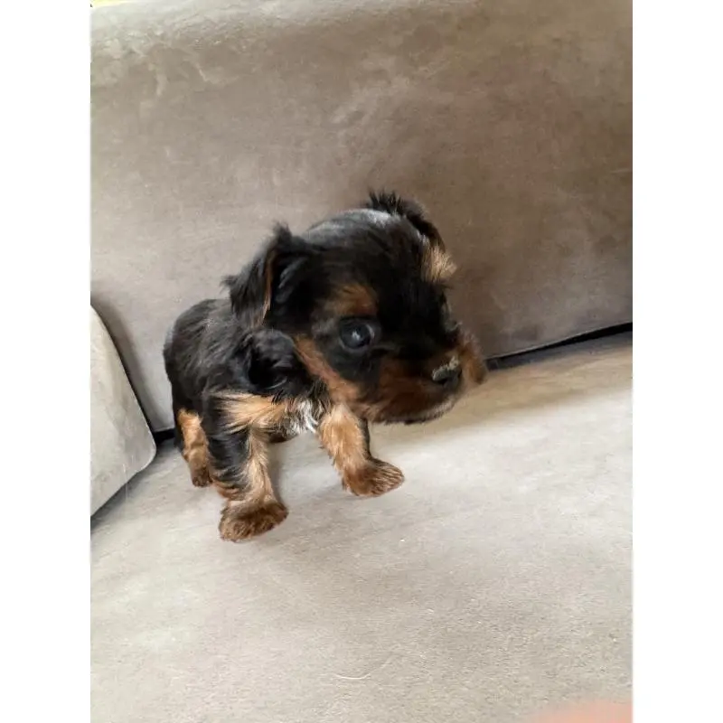 販売中の福岡県のヨークシャーテリア-454953の4枚目