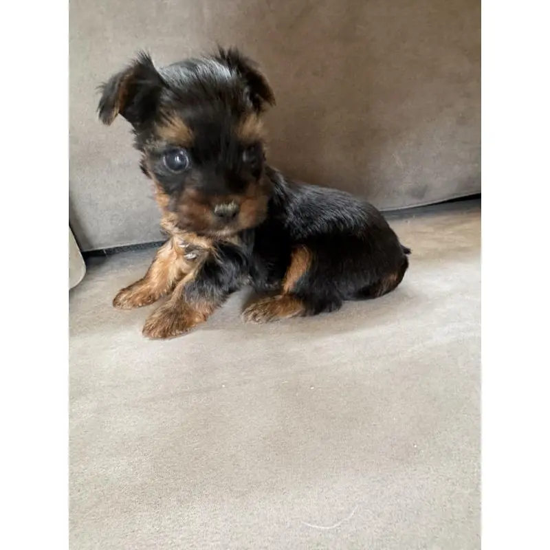 販売中の福岡県のヨークシャーテリア-454953の3枚目