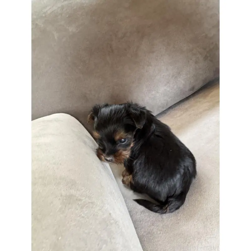販売中の福岡県のヨークシャーテリア-454953の2枚目