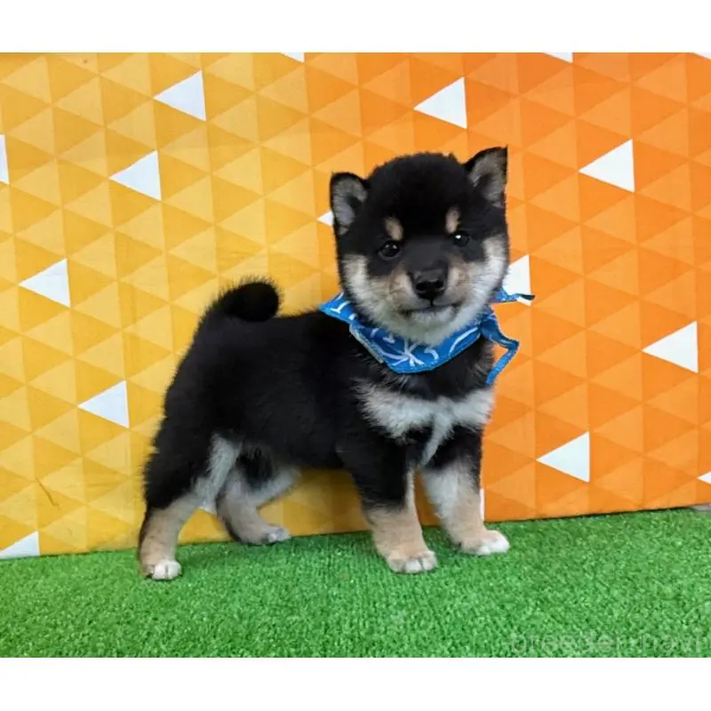 販売中の神奈川県の豆柴-454951