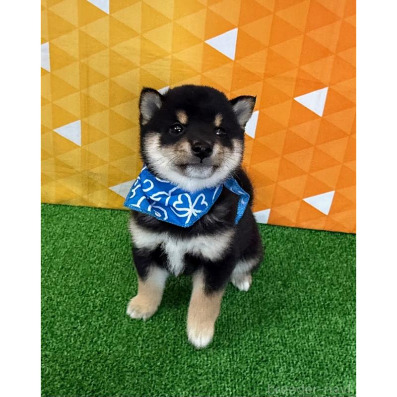 販売中の神奈川県の豆柴-454951の4枚目