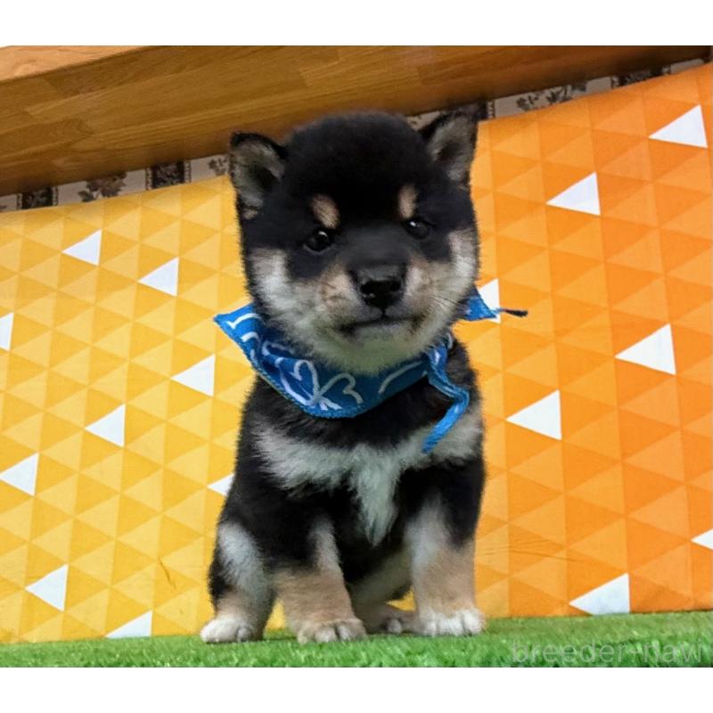 販売中の神奈川県の豆柴-454951の2枚目