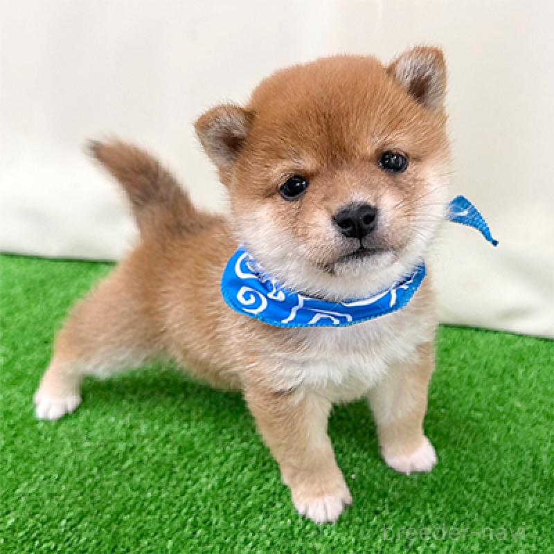 販売中の神奈川県の豆柴-454269