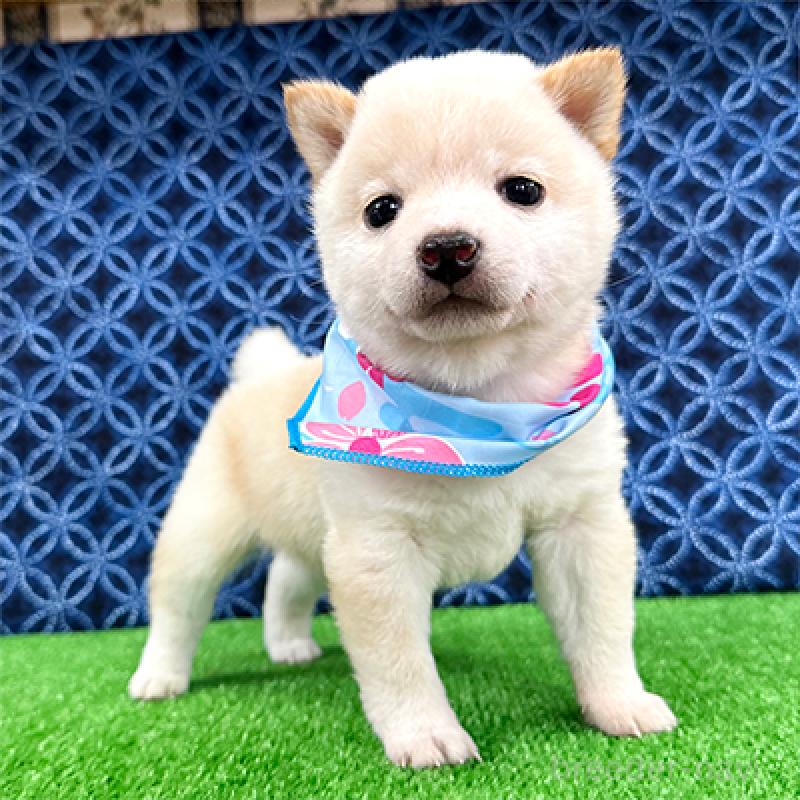 販売中の神奈川県の豆柴-454266