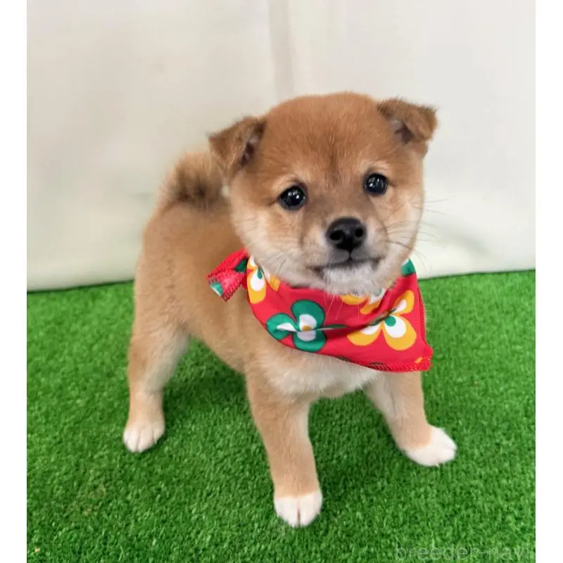 販売中の神奈川県の豆柴-454952の4枚目