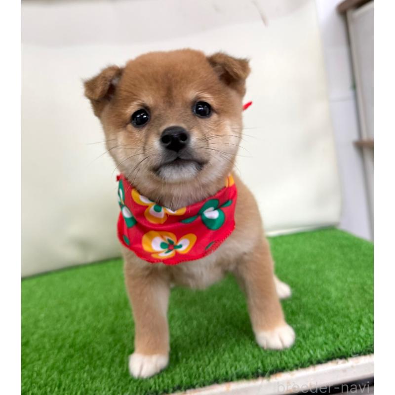 販売中の神奈川県の豆柴-454952の3枚目