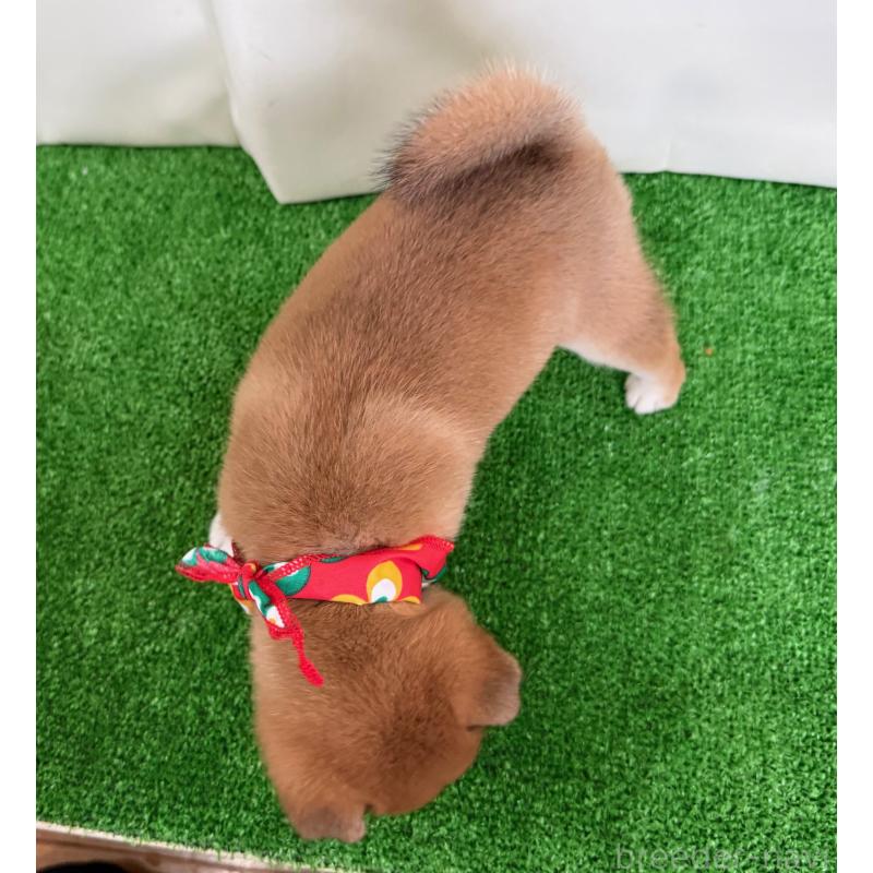 販売中の神奈川県の豆柴-454952の2枚目