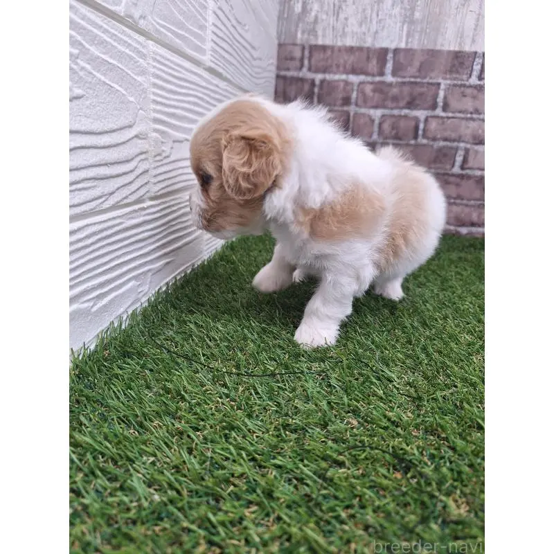 販売中の三重県のミックス犬-454954の9枚目