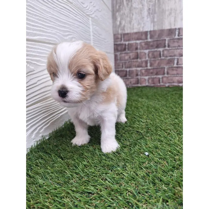 販売中の三重県のミックス犬-454954の8枚目