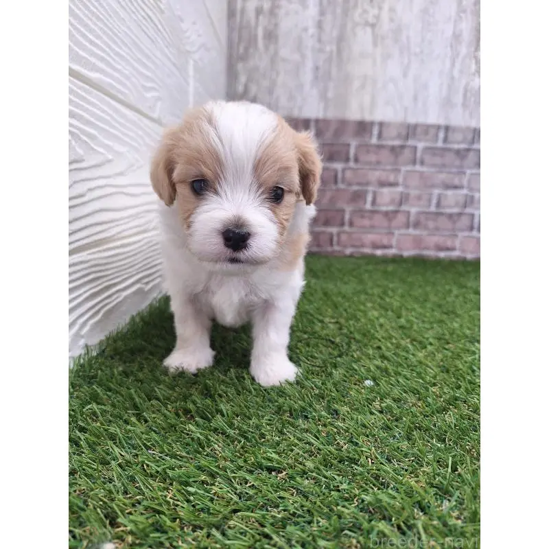 販売中の三重県のミックス犬-454954の7枚目