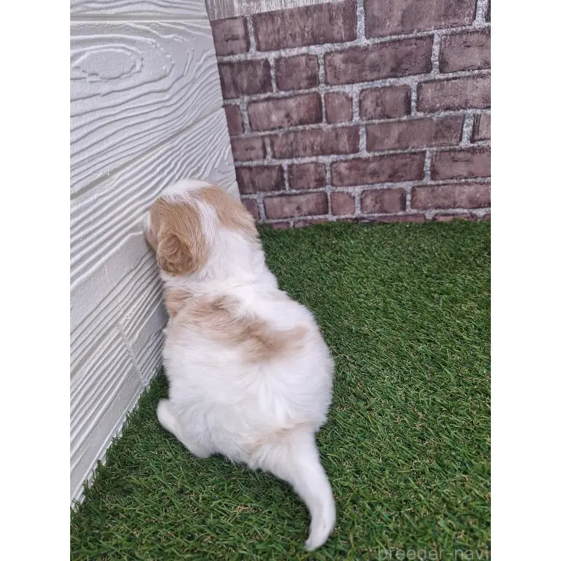 販売中の三重県のミックス犬-454954の6枚目