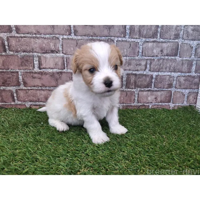 販売中の三重県のミックス犬-454954の5枚目