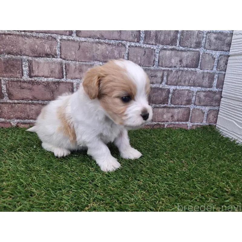 販売中の三重県のミックス犬-454954の3枚目