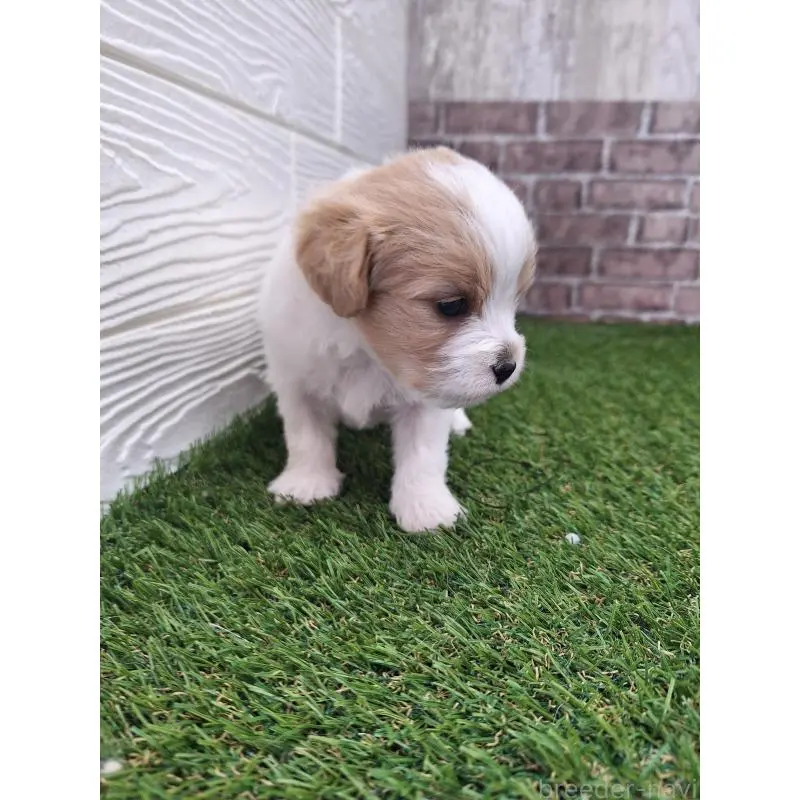 販売中の三重県のミックス犬-454954の2枚目