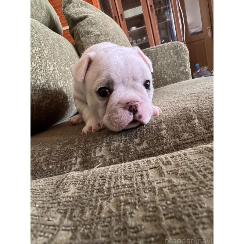 販売中の福岡県のフレンチブルドッグ-454956の6枚目