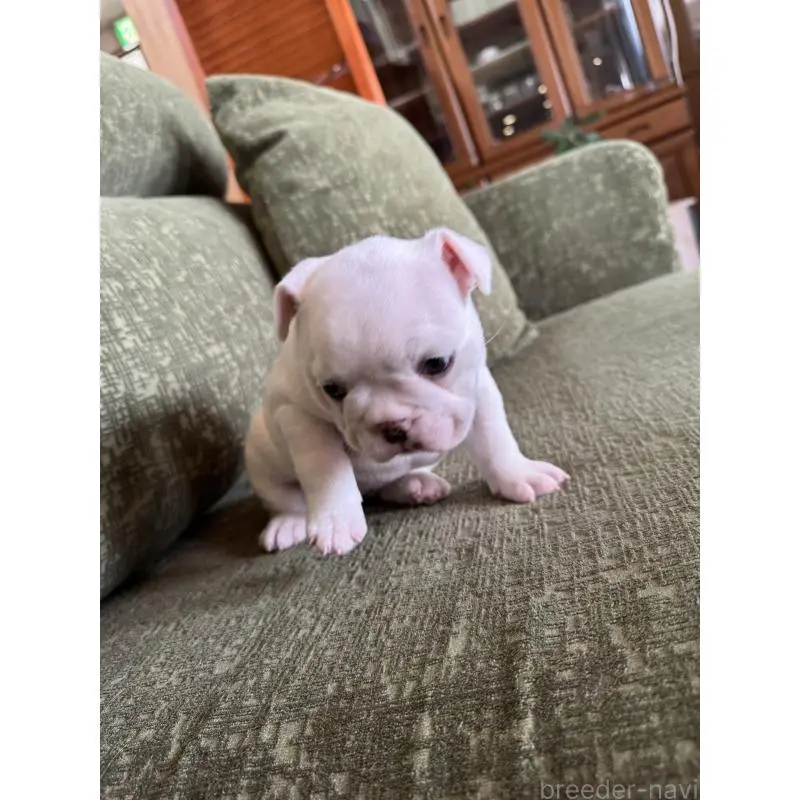 販売中の福岡県のフレンチブルドッグ-454956の4枚目