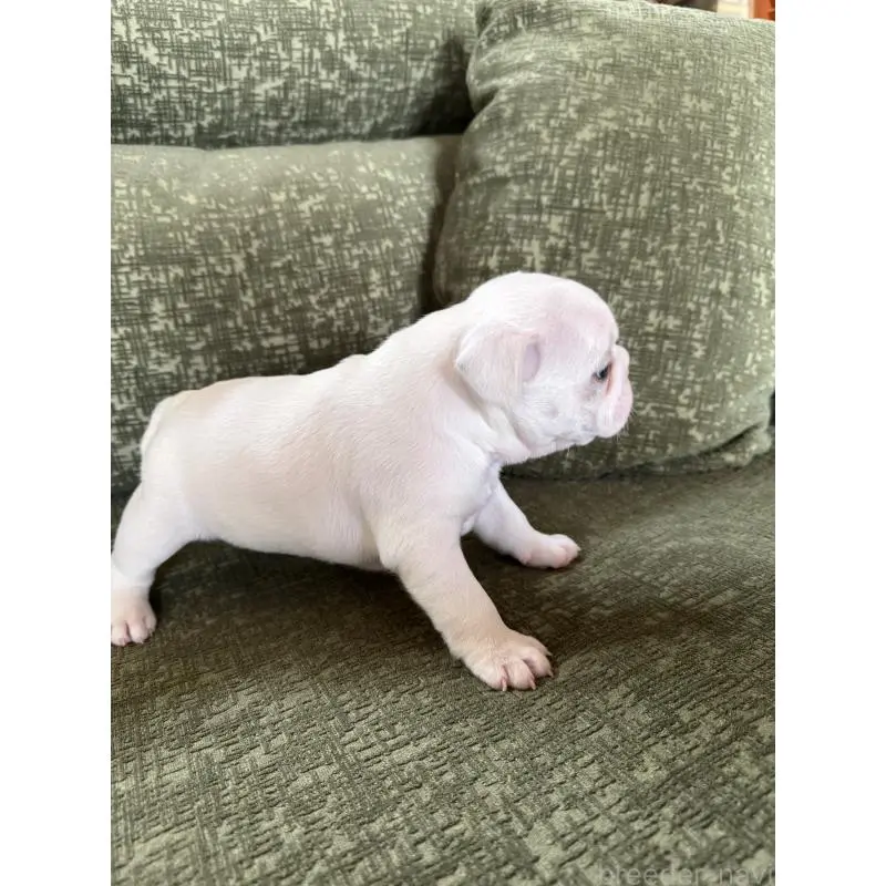 販売中の福岡県のフレンチブルドッグ-454956の3枚目